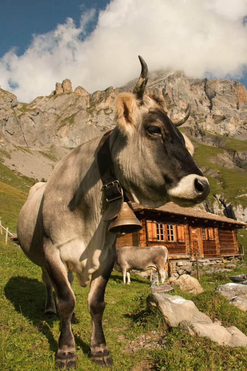 Gemütliches Holzhaus mit Bergblick und Terrasse in den Alpen